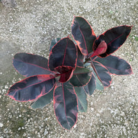 Ficus Ruby