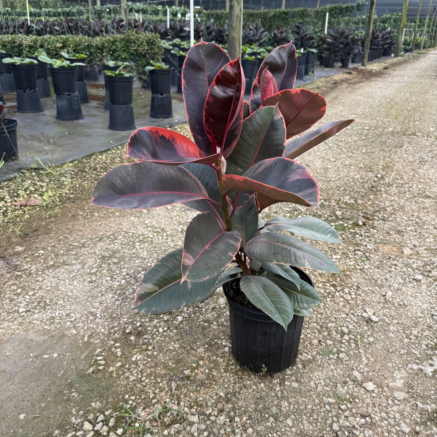 Ficus Ruby