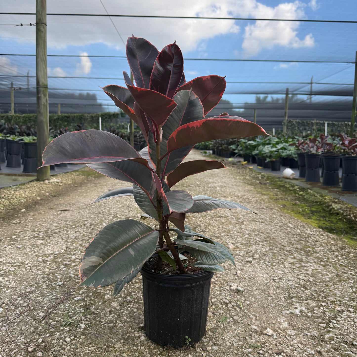 Ficus Ruby