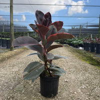 Ficus Ruby