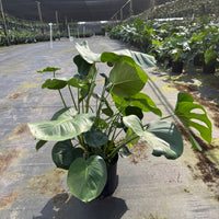 Monstera Deliciosa 10”