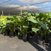 Monstera Deliciosa 10”