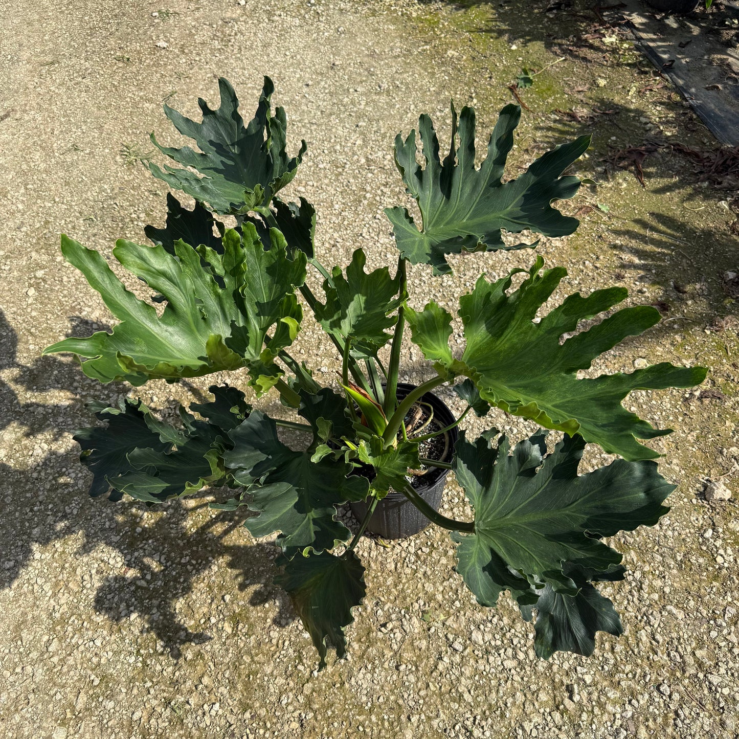 Philodendron Lickety Split 8”