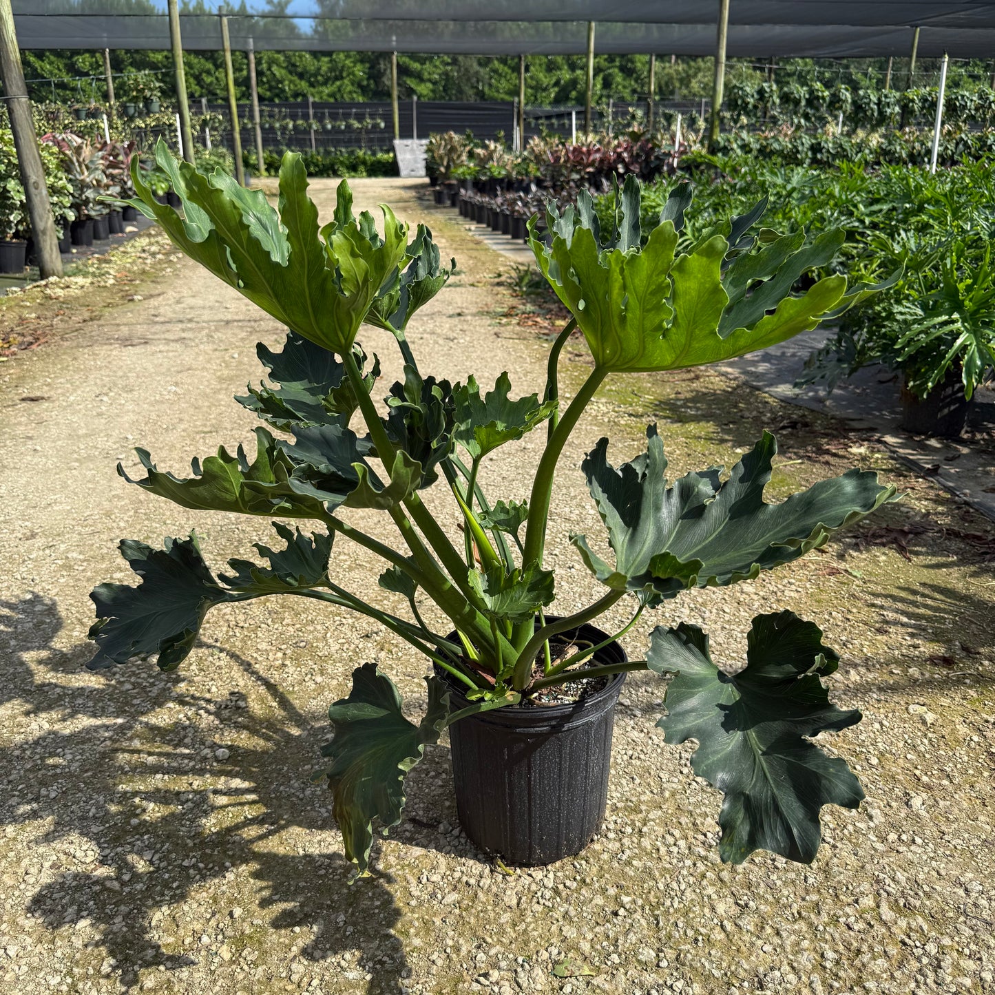 lickety split philodendron name Philodendron Lickety Split 8” – My Mega Garden