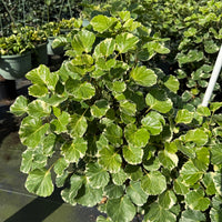 Aralia Balfour Variegata 8”