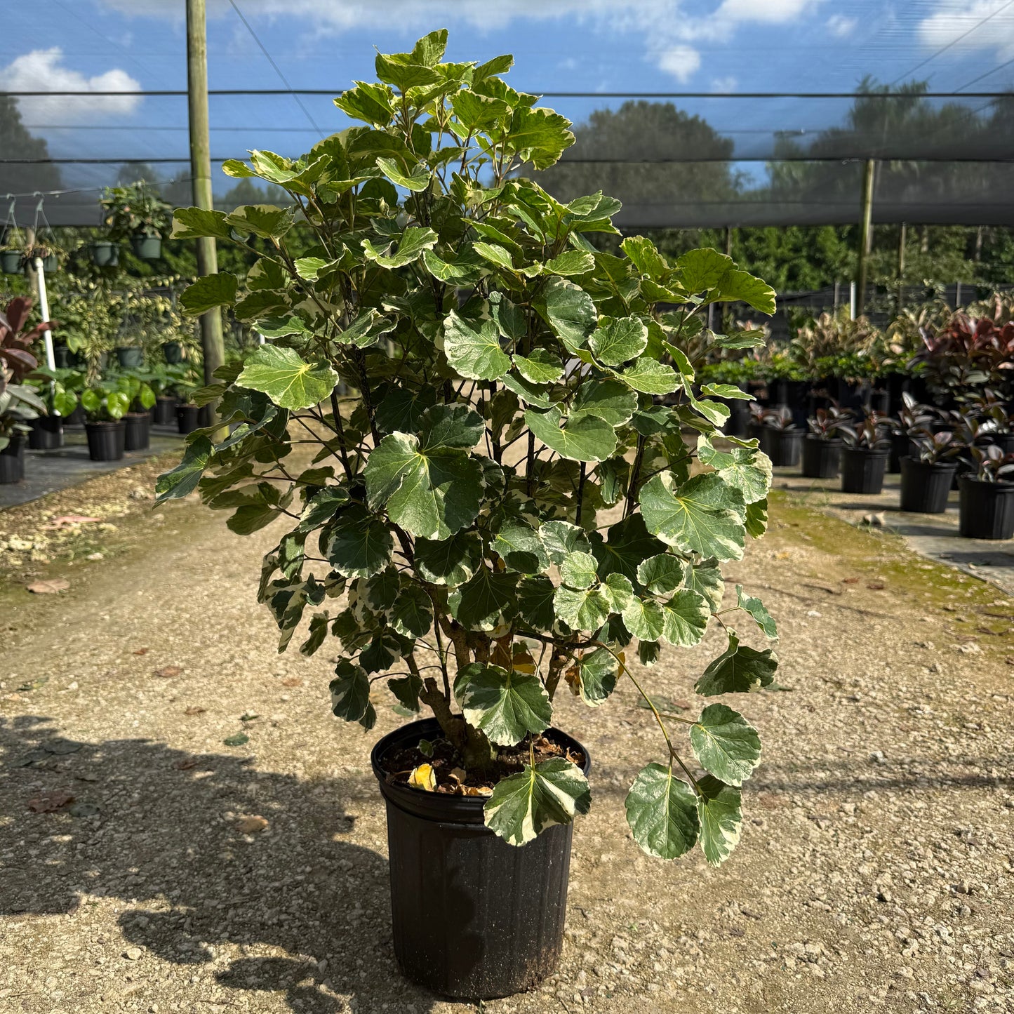 Aralia Balfour Variegata 8”