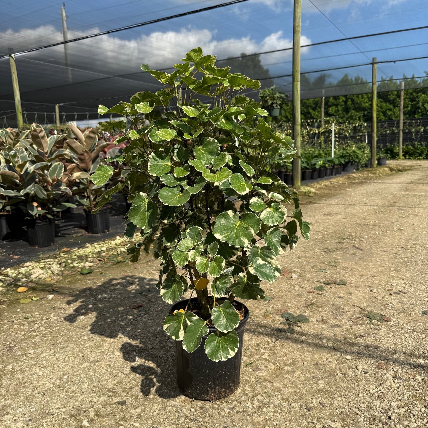 Aralia Balfour Variegata 8”