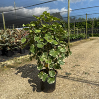 Aralia Balfour Variegata 8”