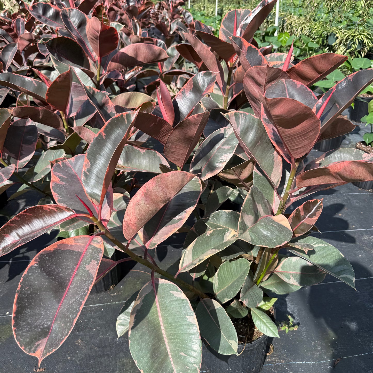 Ficus Ruby