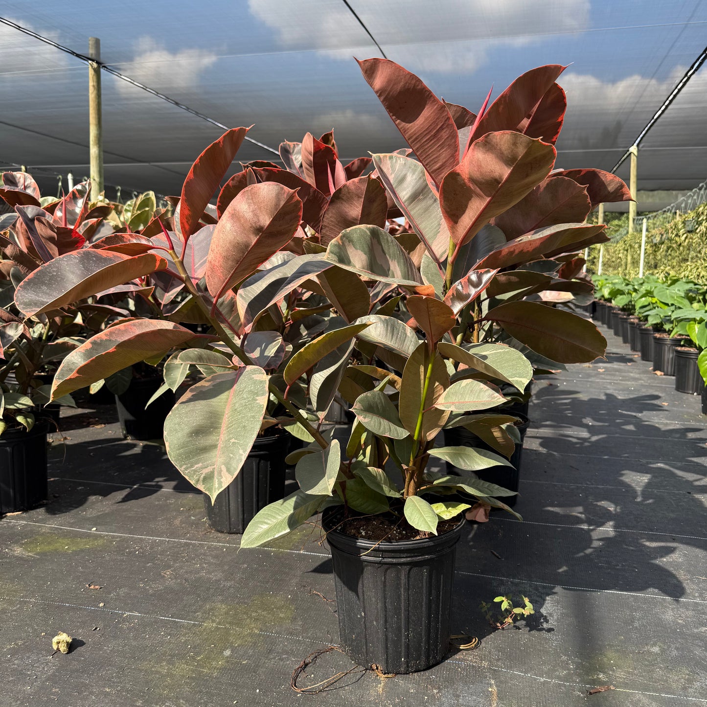 Ficus Ruby