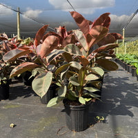 Ficus Ruby