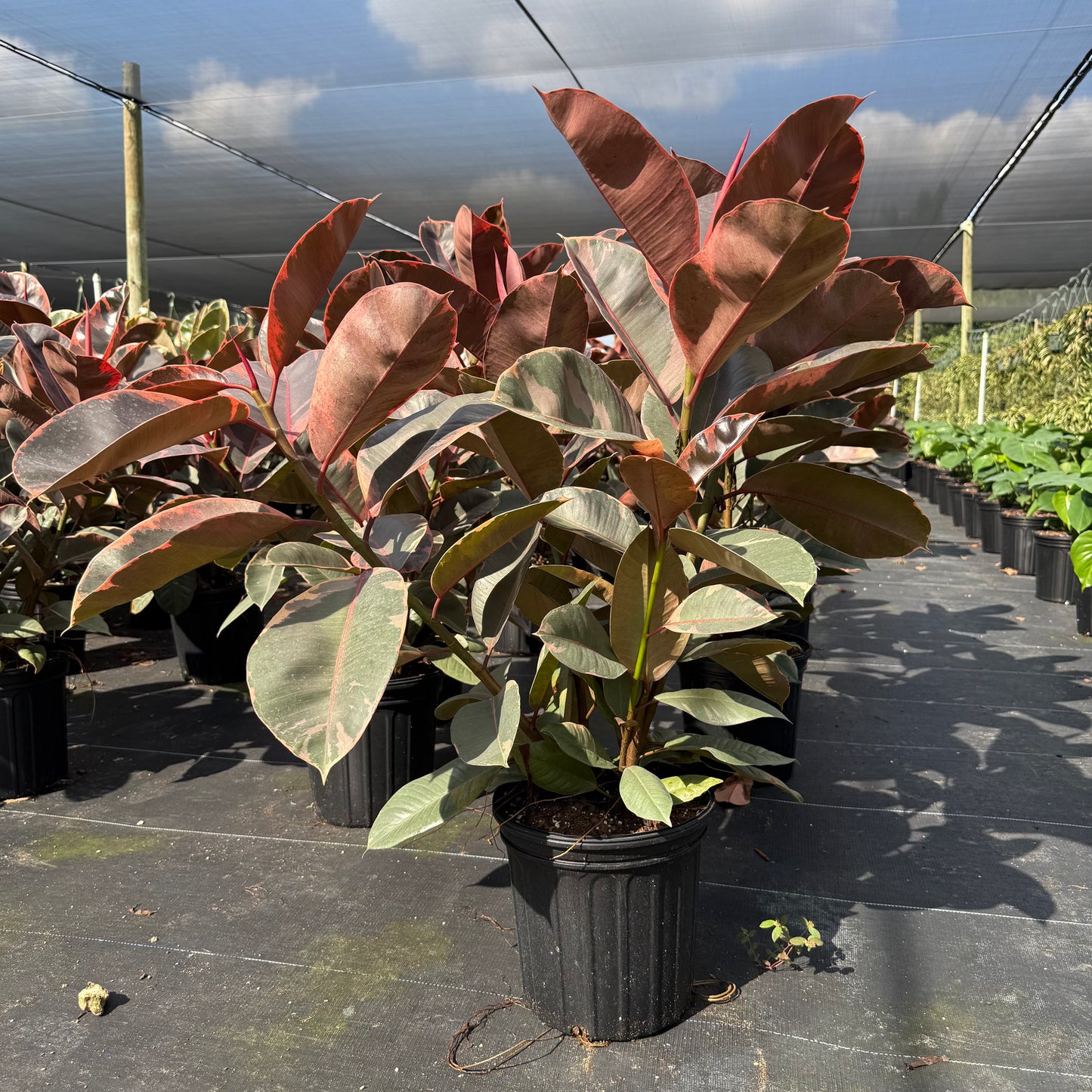 Ficus Ruby