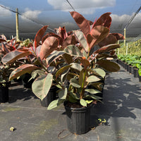 Ficus Ruby