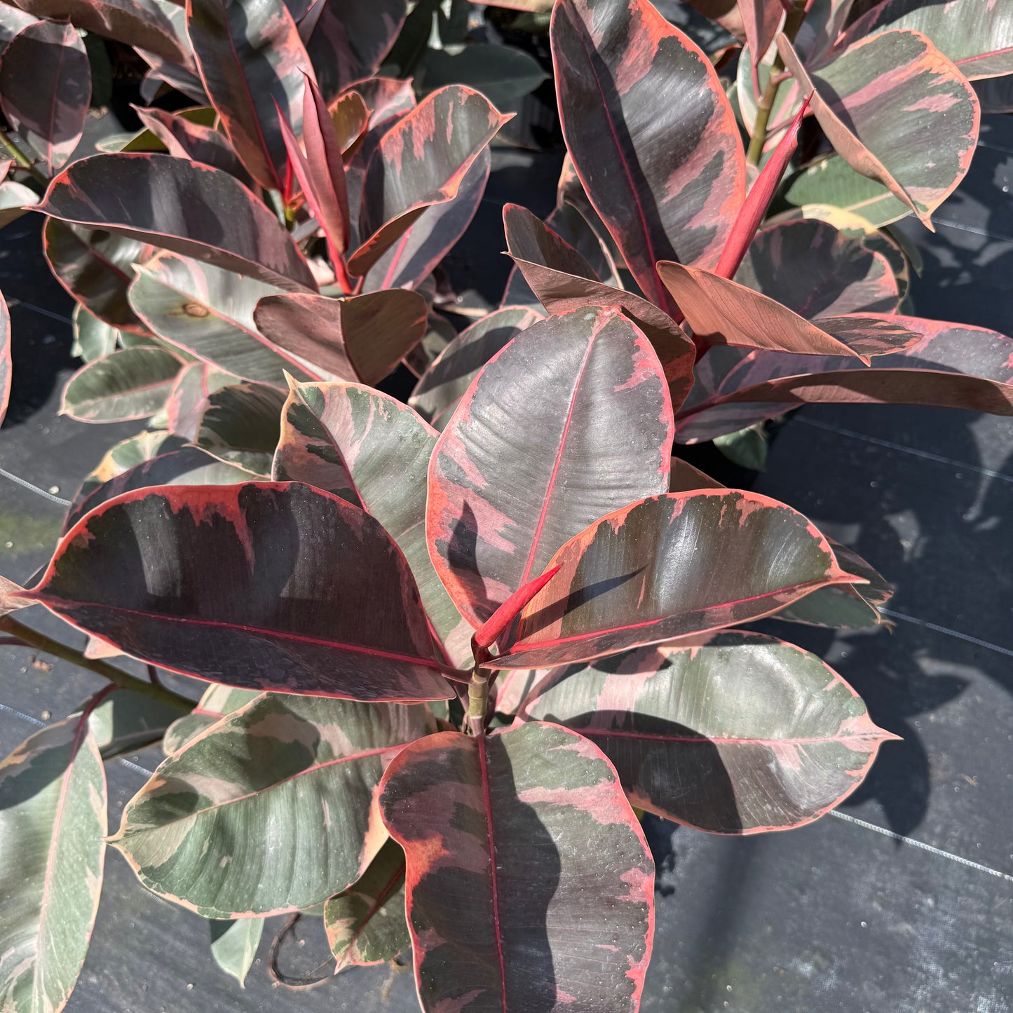 Ficus Ruby