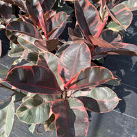 Ficus Ruby