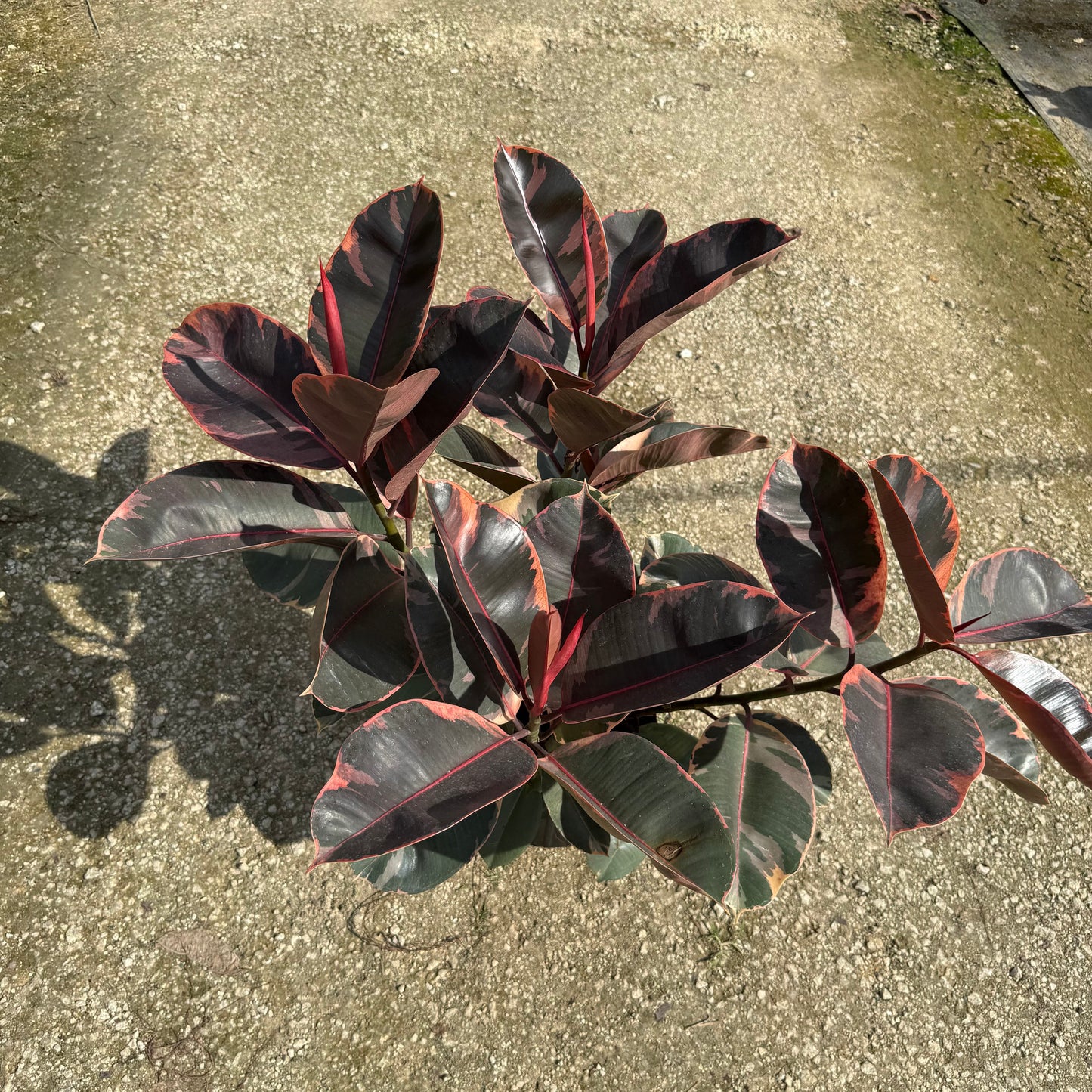 Ficus Ruby