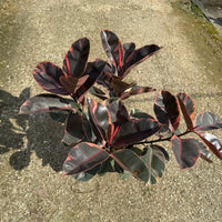Ficus Ruby