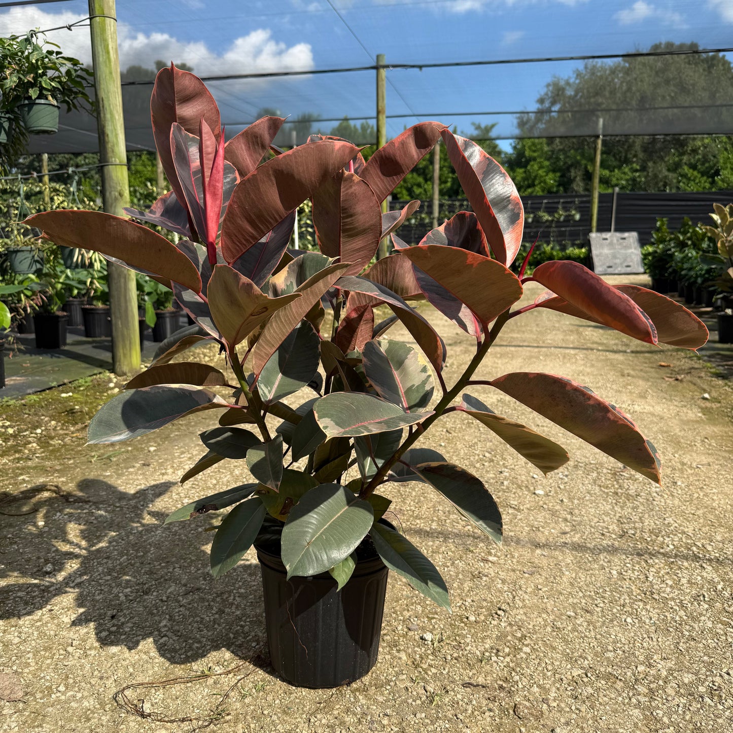 Ficus Ruby