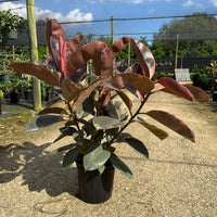 Ficus Ruby
