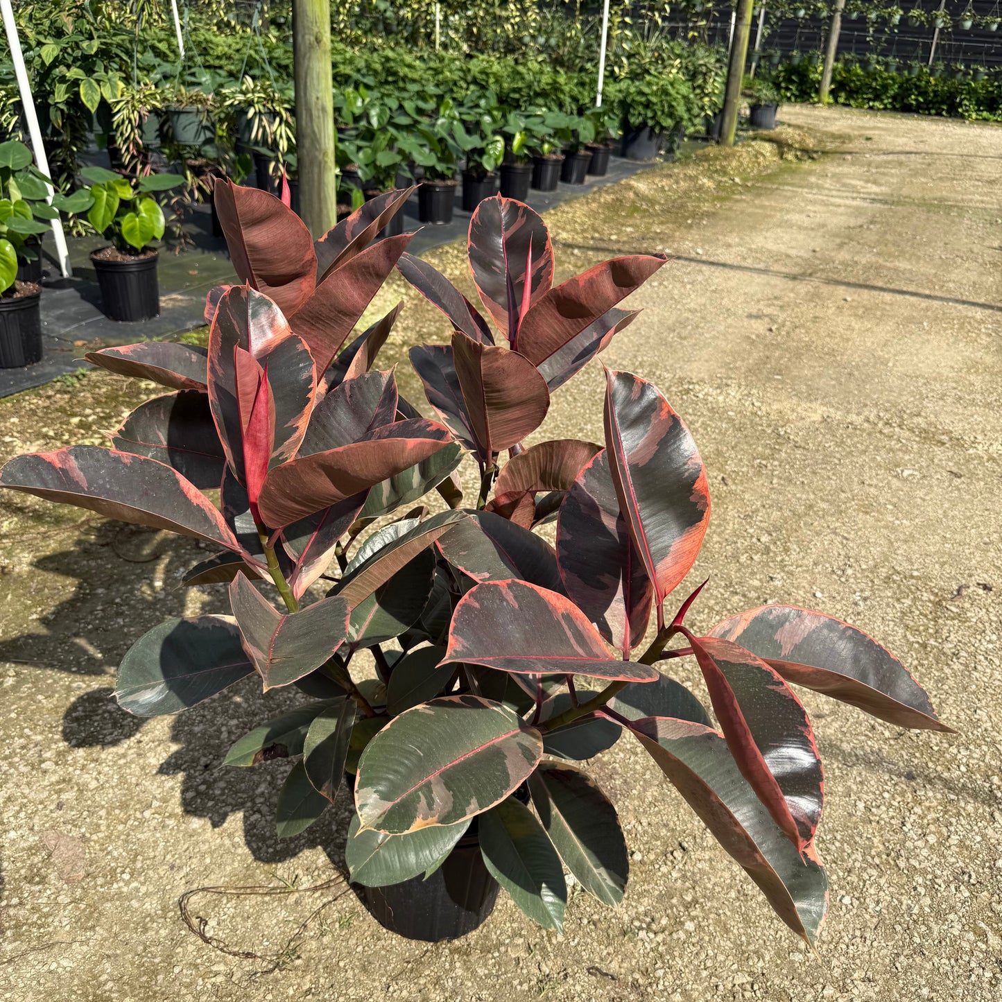 Ficus Ruby