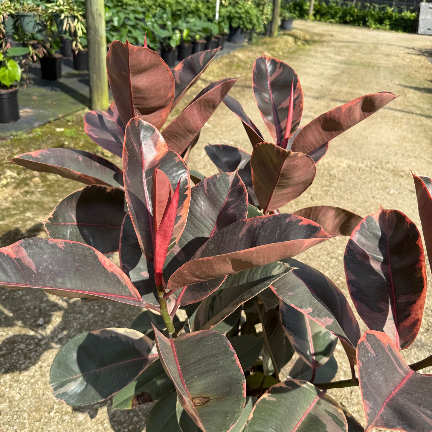 Ficus Ruby