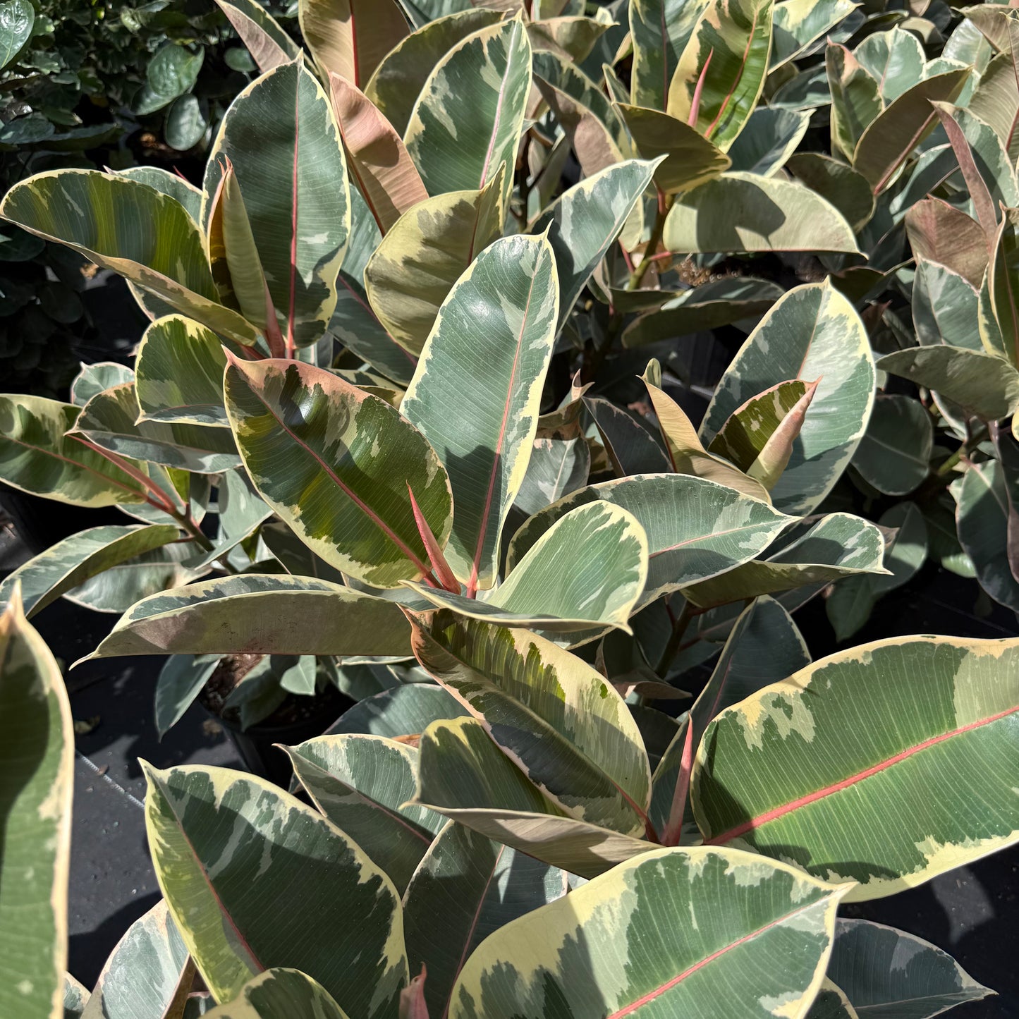 Ficus elastica Tineke