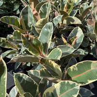 Ficus elastica Tineke
