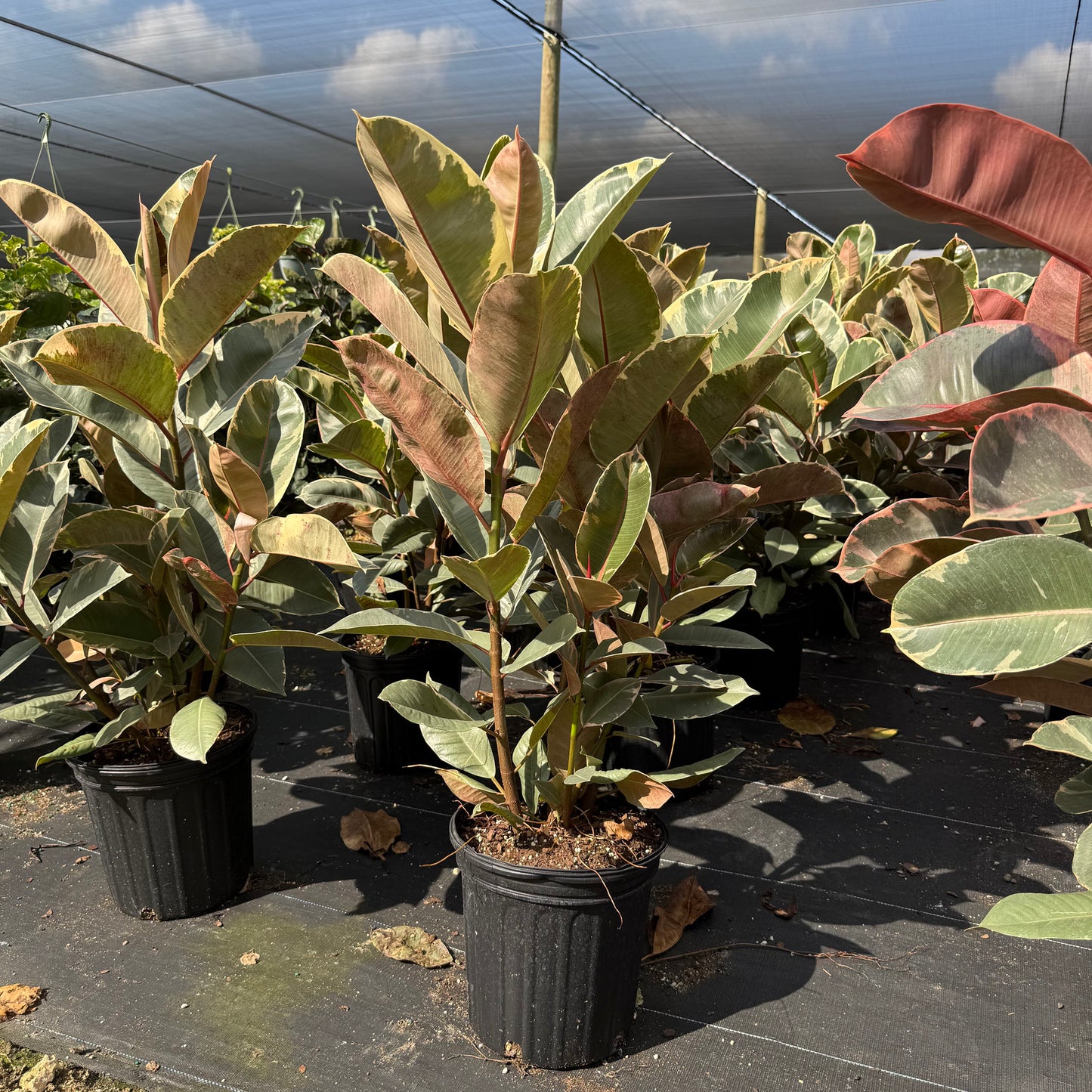 Ficus elastica Tineke