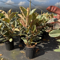 Ficus elastica Tineke
