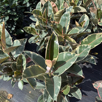 Ficus elastica Tineke