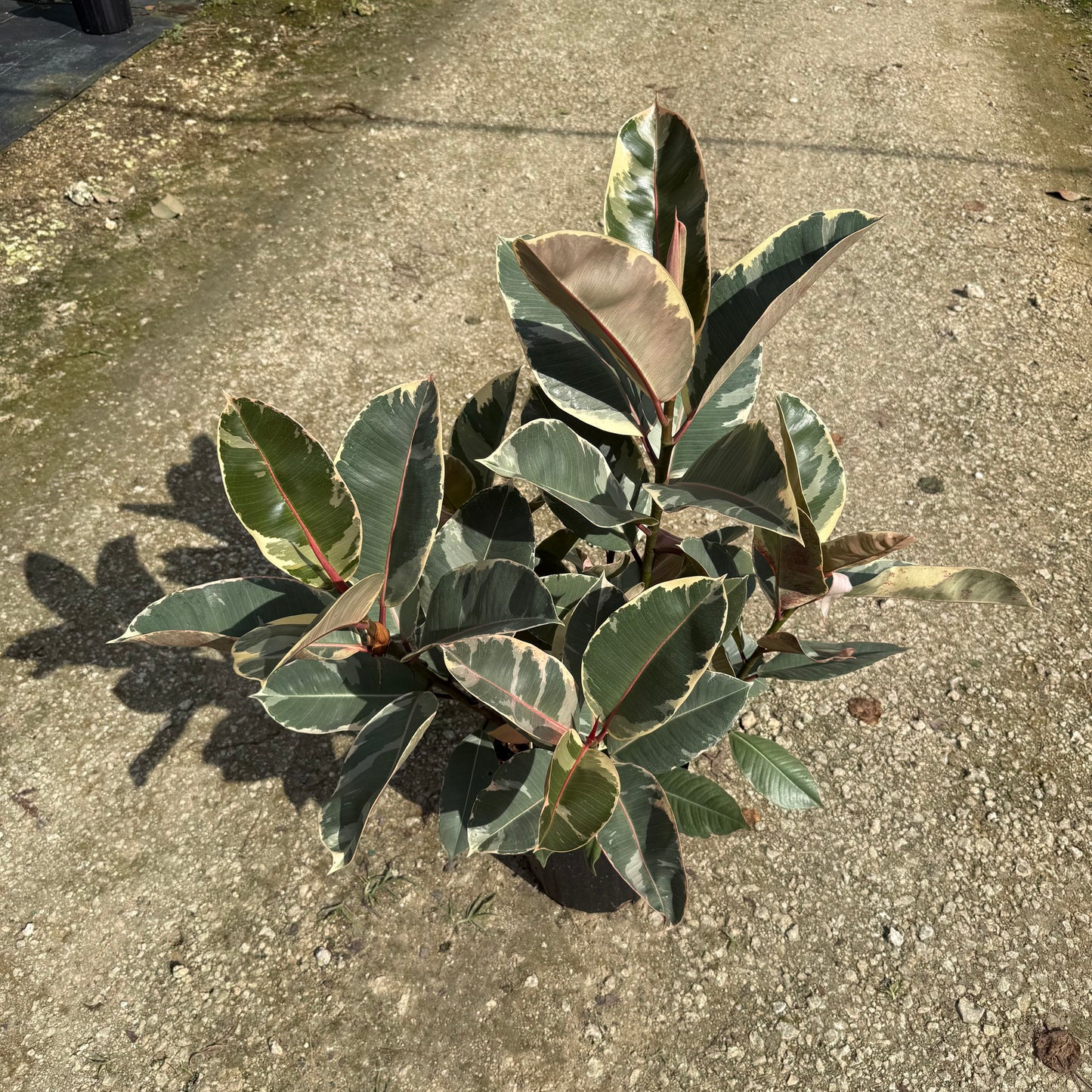 Ficus elastica Tineke