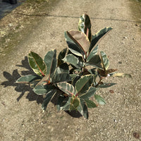 Ficus elastica Tineke
