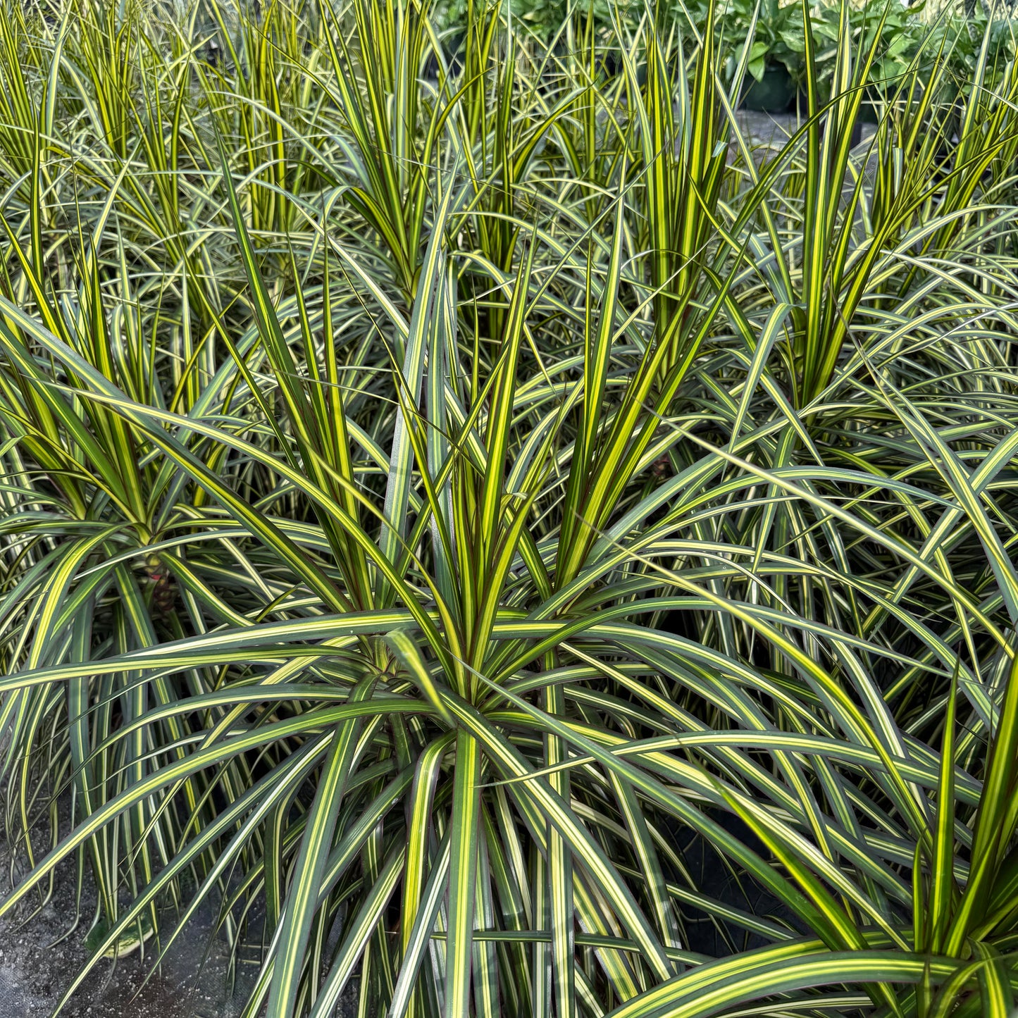Dracaena marginata Kiwi 8"