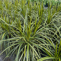 Dracaena marginata Kiwi 8"