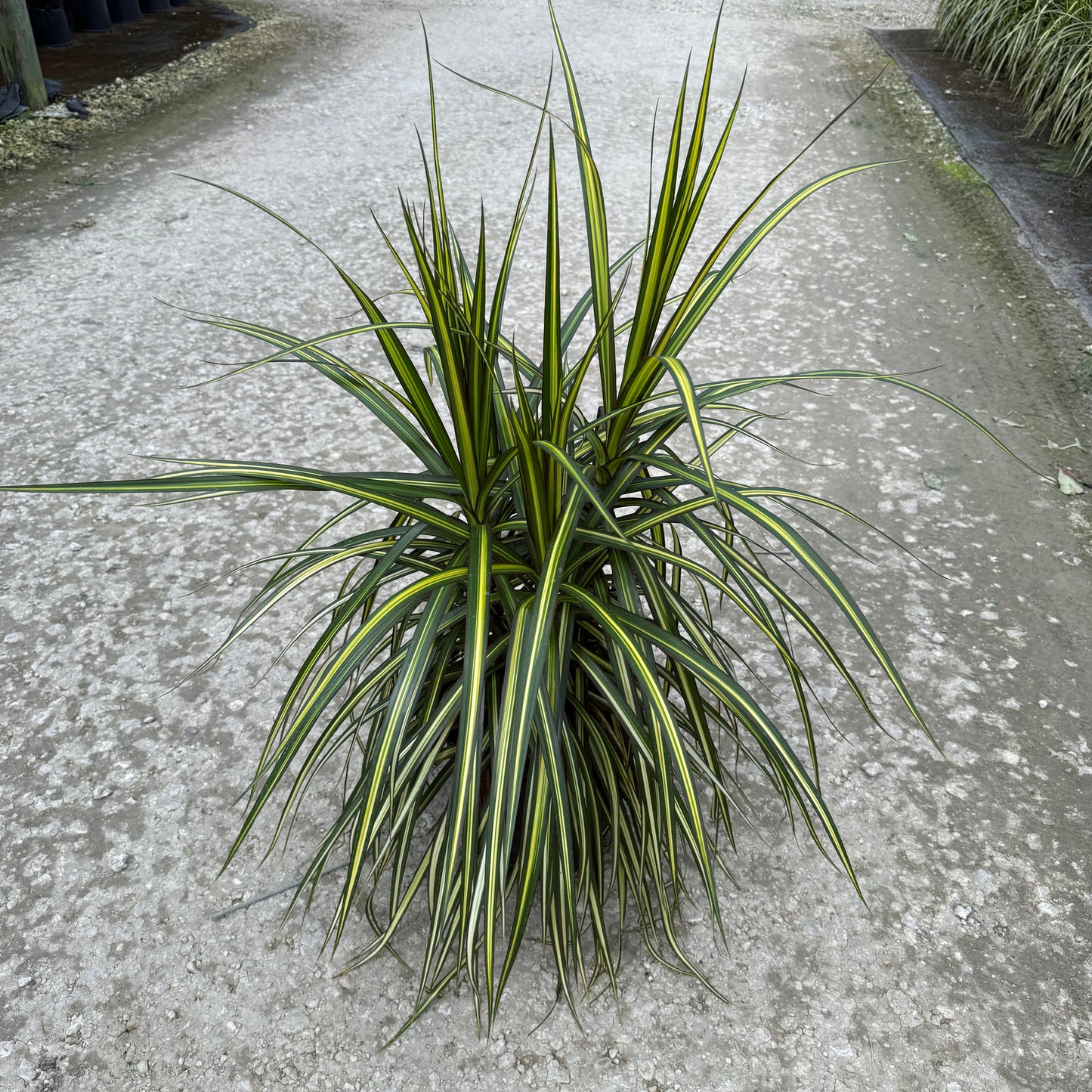 Dracaena marginata Kiwi 8"