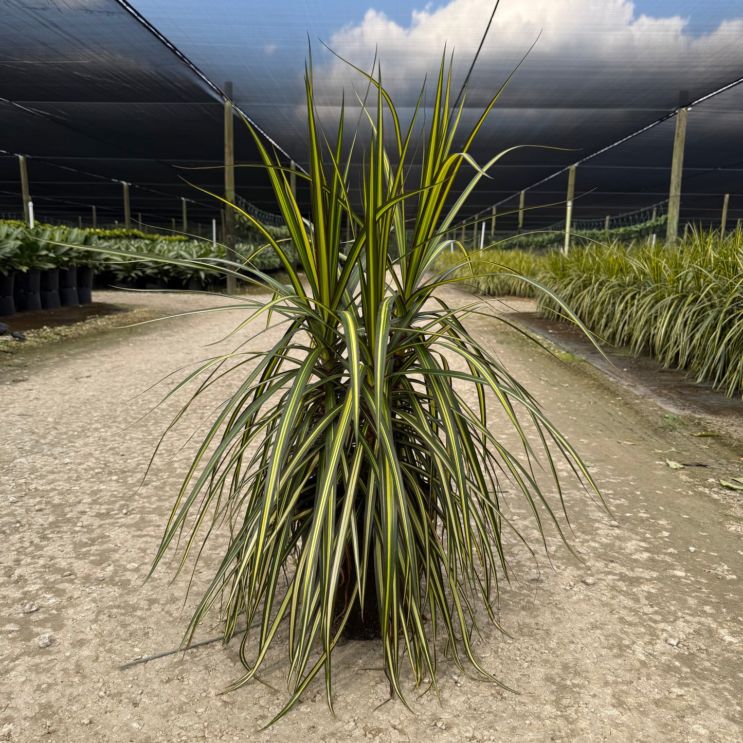 Dracaena marginata Kiwi 8"