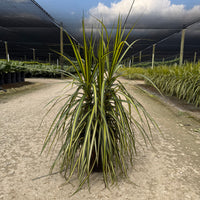 Dracaena marginata Kiwi 8"