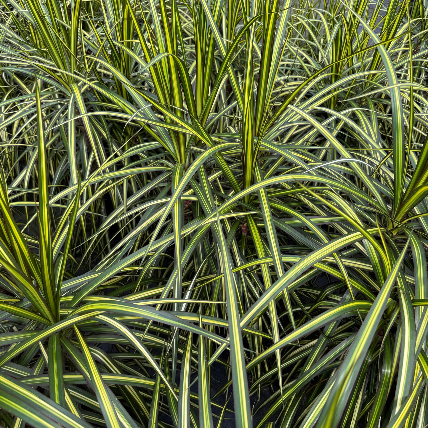 Dracaena marginata Kiwi 8"