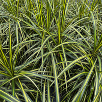 Dracaena marginata Kiwi 8"