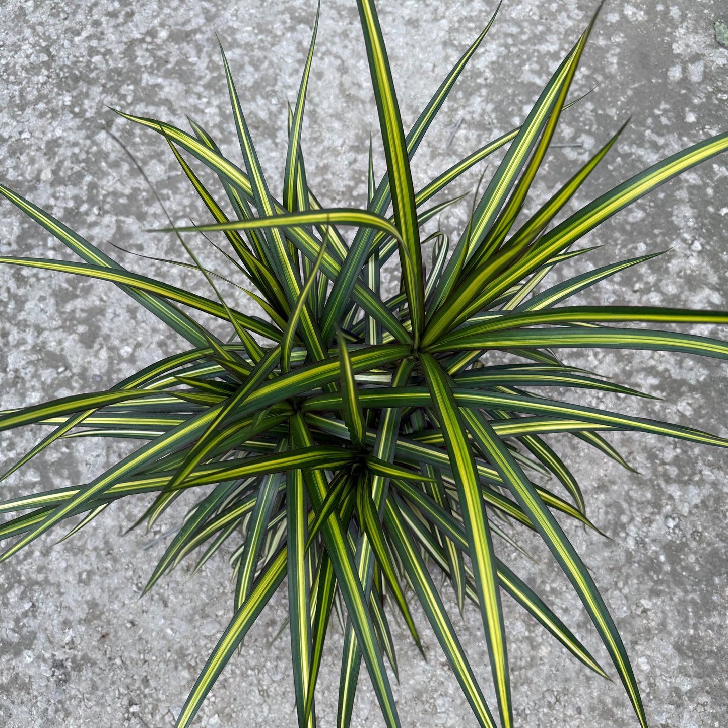 Dracaena marginata Kiwi 8"