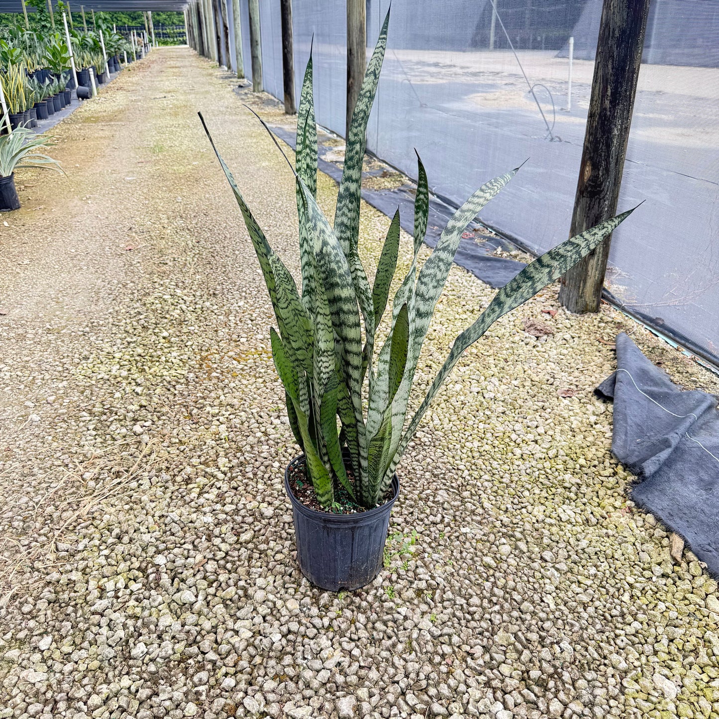 Sansevieria Zeylanica