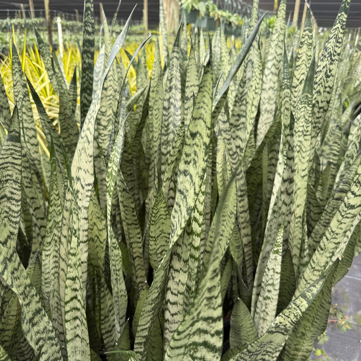 Sansevieria Zeylanica