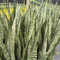 Sansevieria Zeylanica