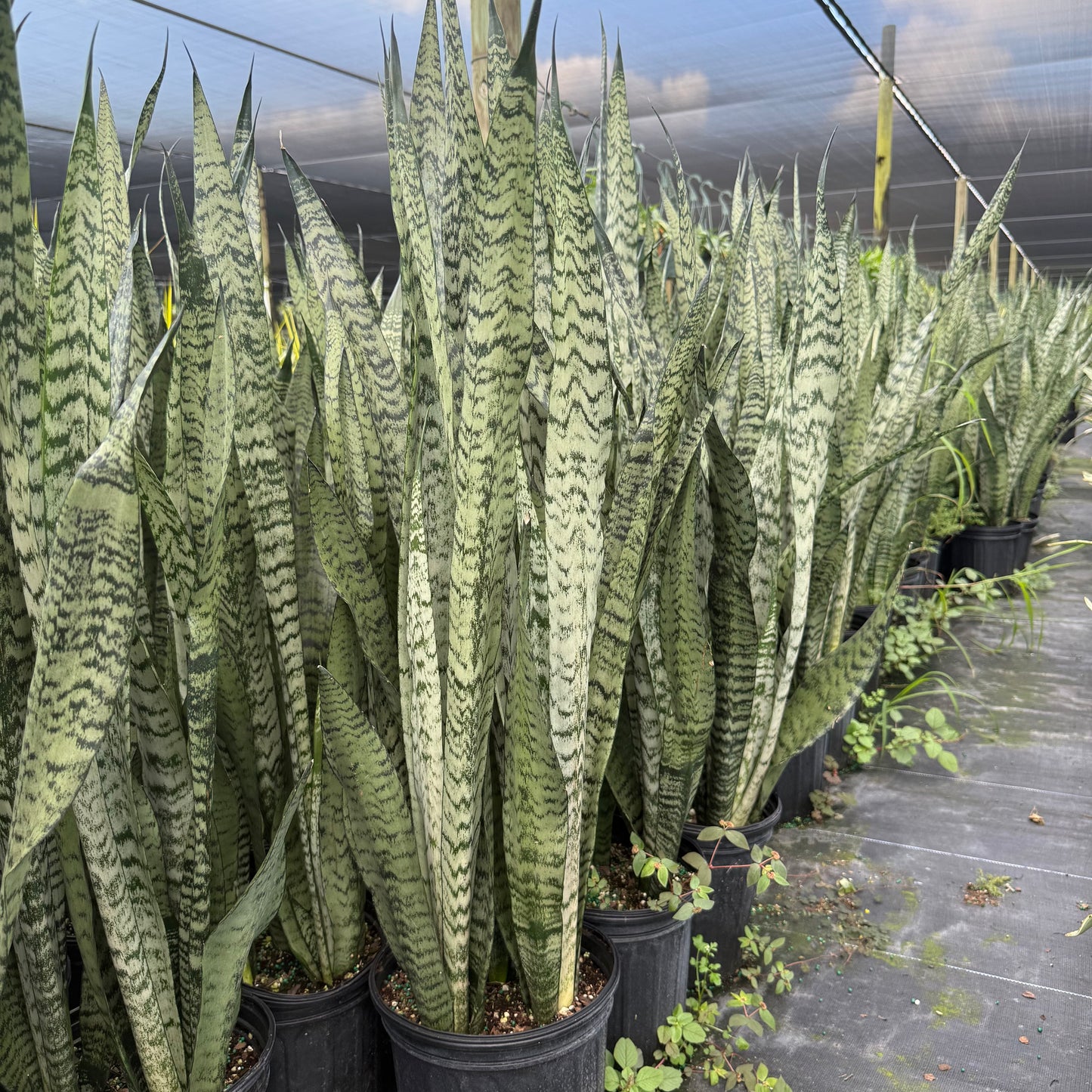 Sansevieria Zeylanica