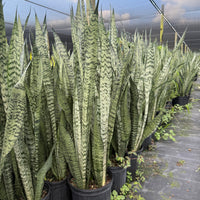 Sansevieria Zeylanica