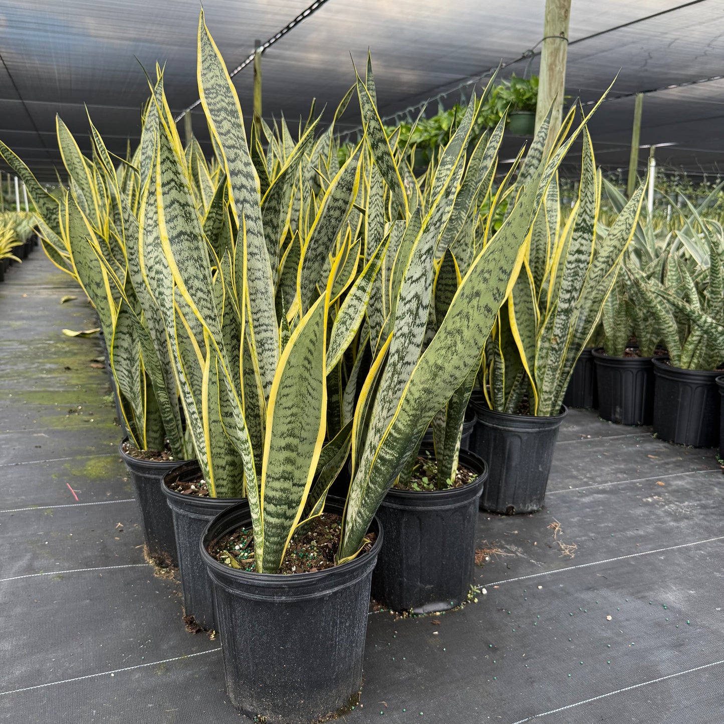 Sansevieria Laurentii 8"