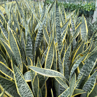 Sansevieria Laurentii 8"