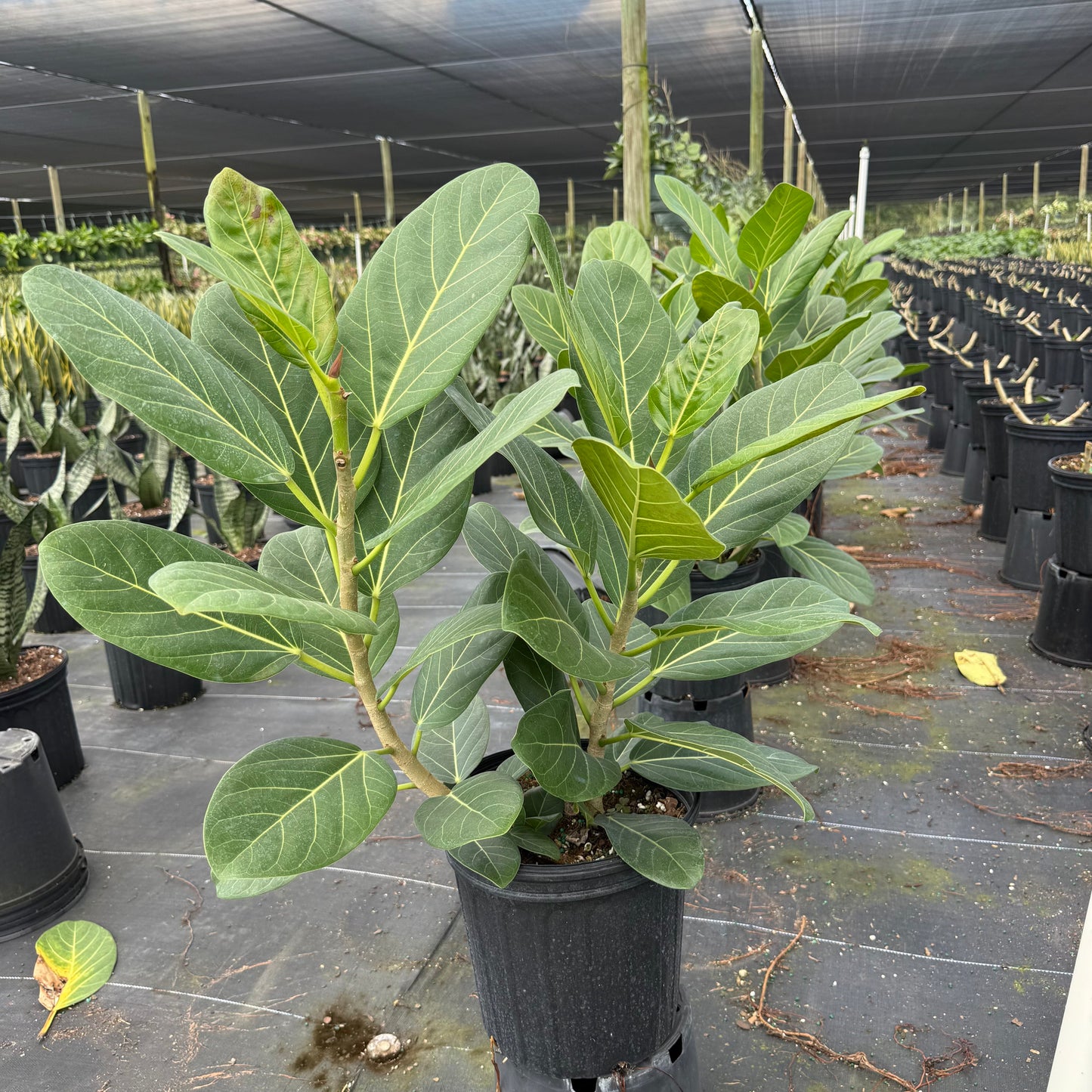 Ficus Audrey