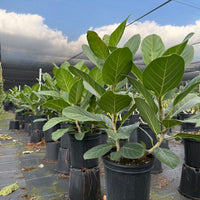 Ficus Audrey