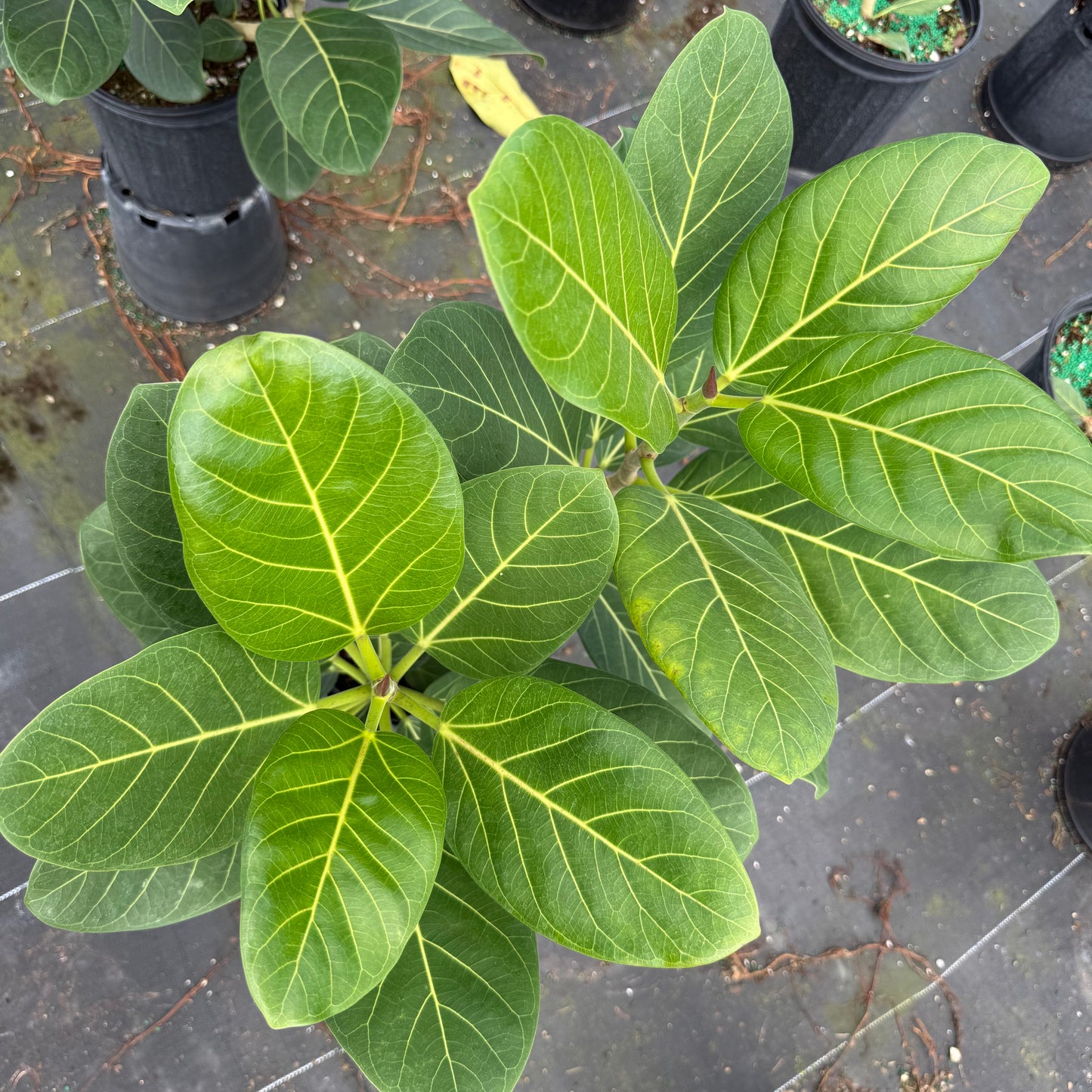 Ficus Audrey